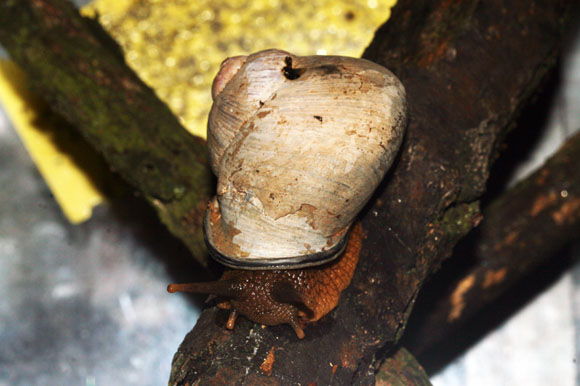 Acavus superbus grevillei Kandy, Sri Lanka adult